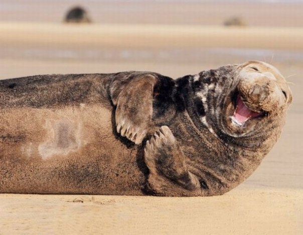Humour_HarHarSeal.jpg