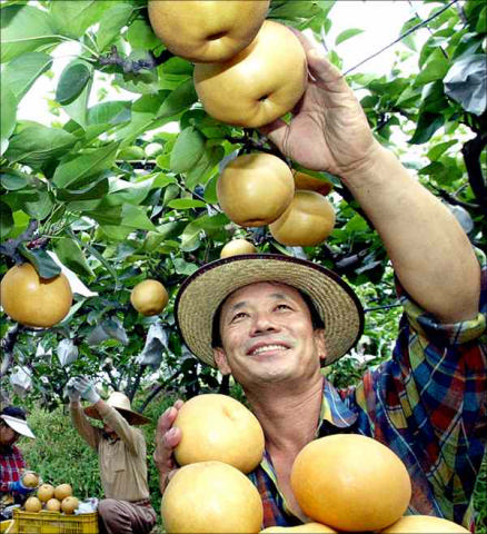 pears harvest.jpg