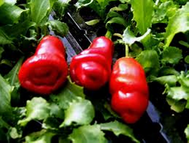 RED PEPPER.jpg