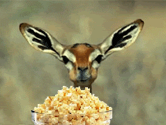 Impala.gif