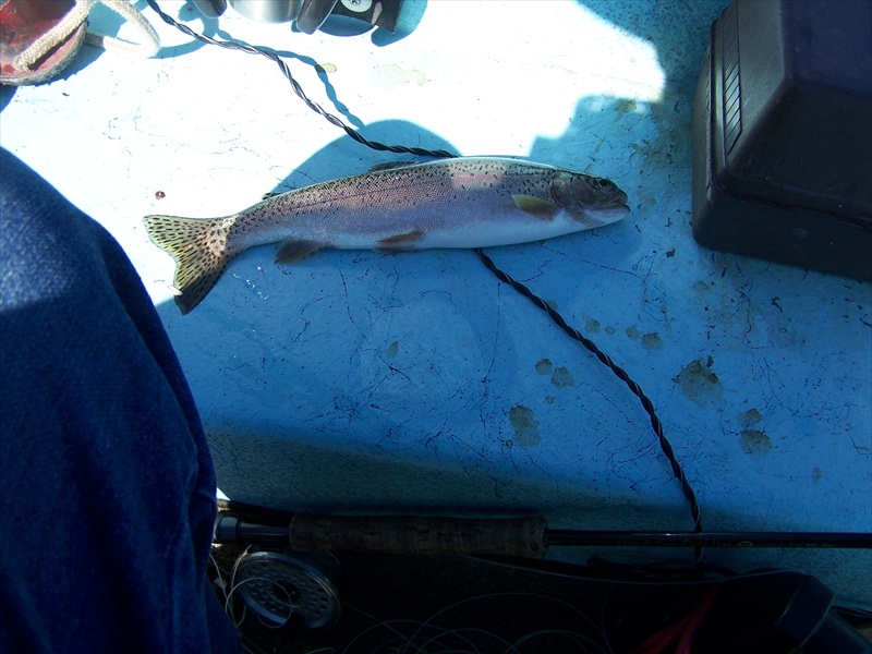 My only fish in Tsuniah