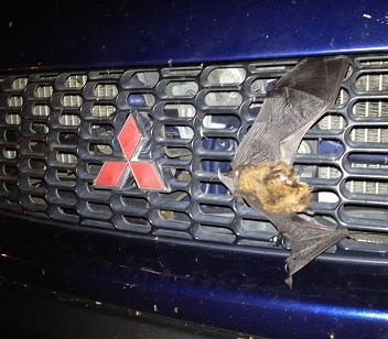 Found this little fella in the grill when I got home last night.
