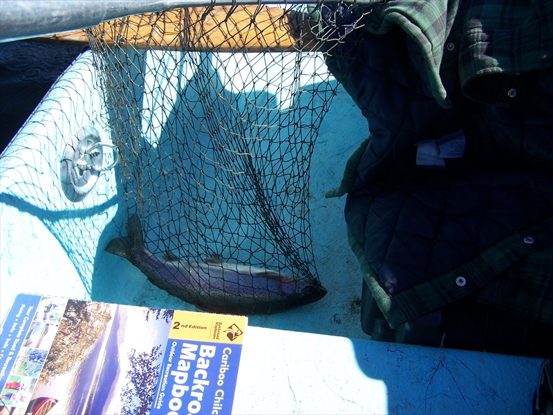 Typical fish