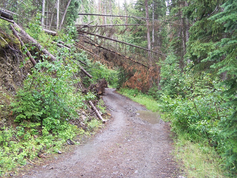 The trees are high enough for a High Roof c/w boat to go under.