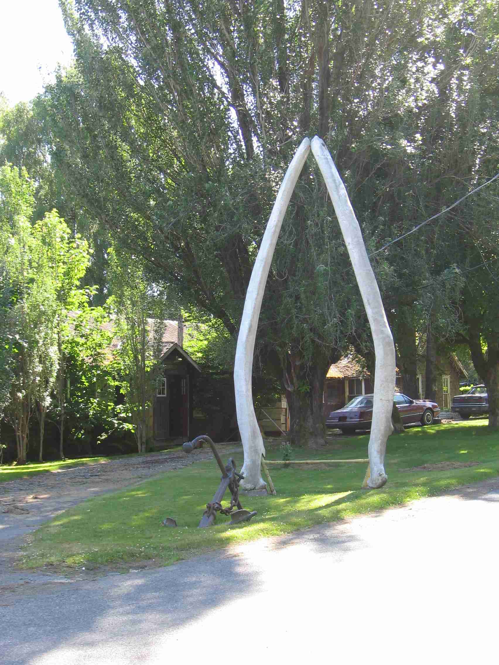 coal harbour whale bones.jpg