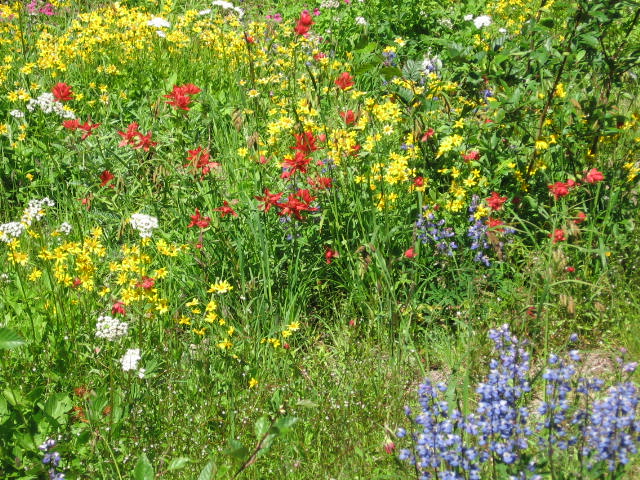 Some wild flowers that line parts of the route