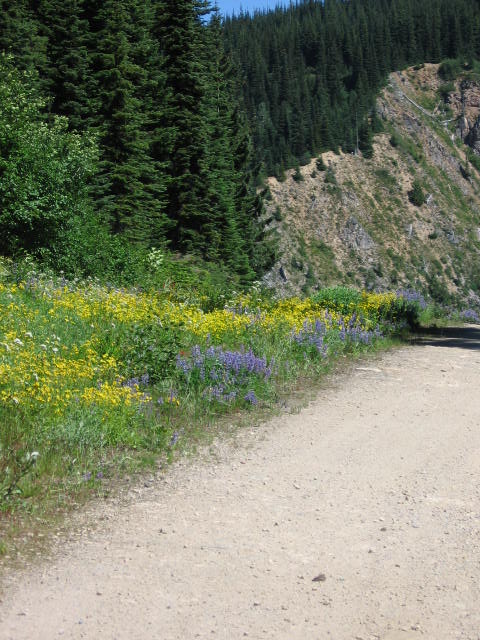 More wild flowers