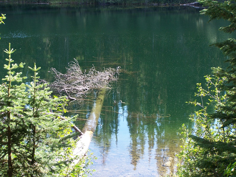 The water is so clear you can see the fish