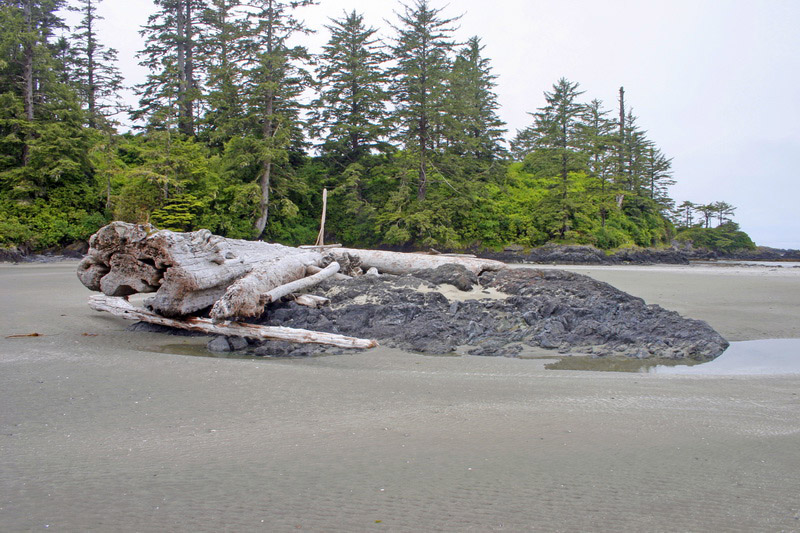 Pacific Rim NP. Vancouver Island.