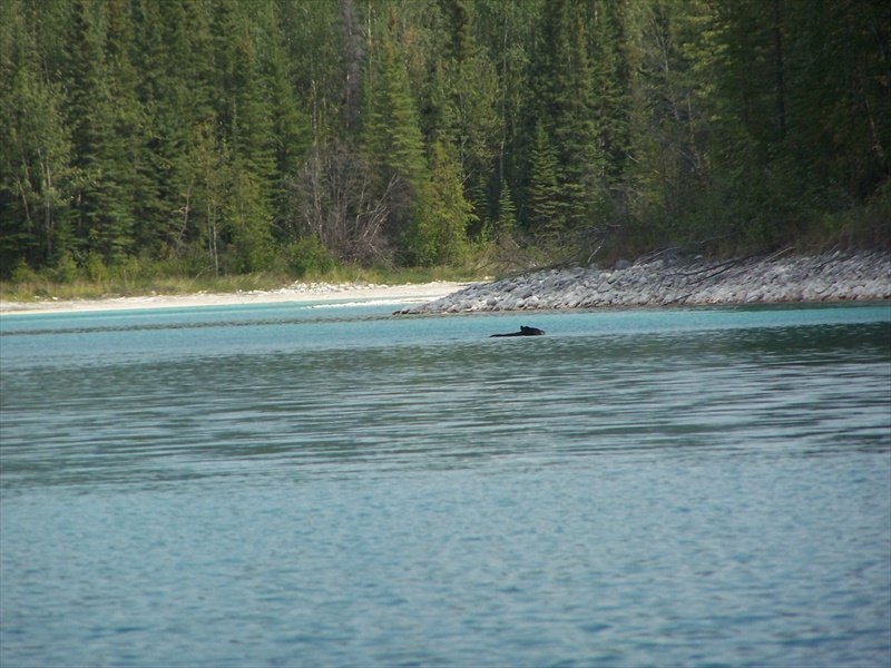 Bear out for a swim