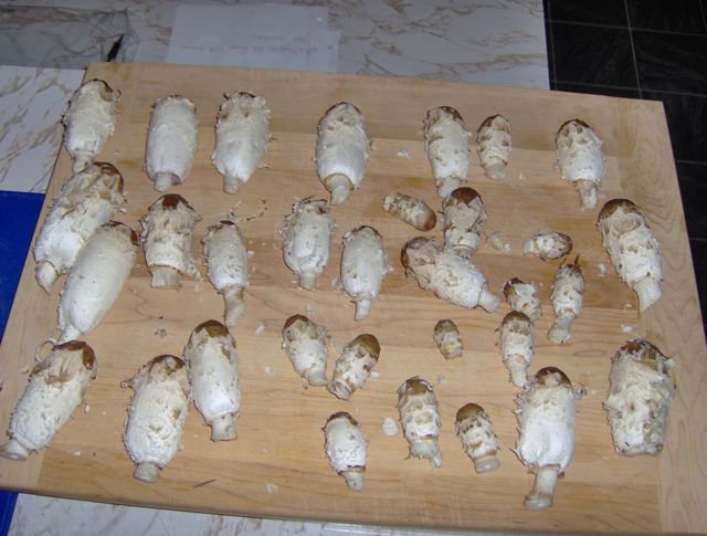 shaggy manes1.jpg