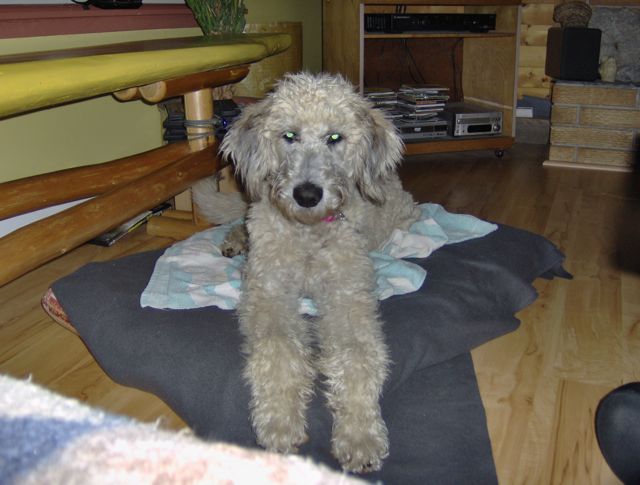shaggy dog.jpg
