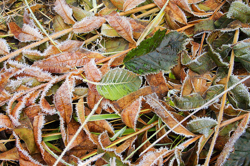 Signs of coming winter.