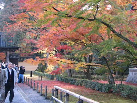 Mid November, high season due to the changing colours