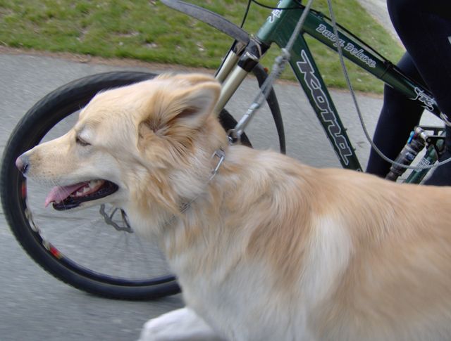 konabike.jpg