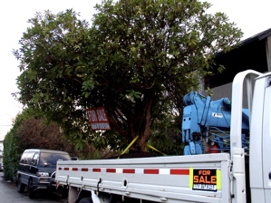 Mobile garden .jpg
