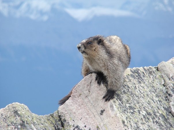 W-Marmot.jpg