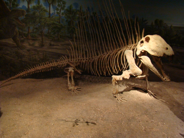 RTM Dimidrodont 2.JPG