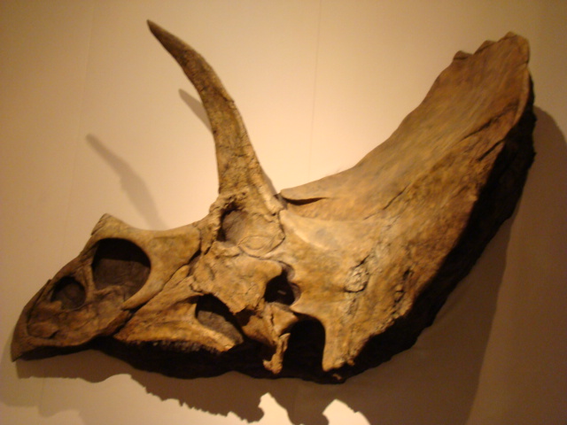 RTM Triceratop skull.JPG