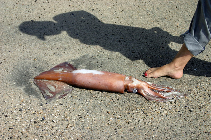 IMG_6709_squid.JPG