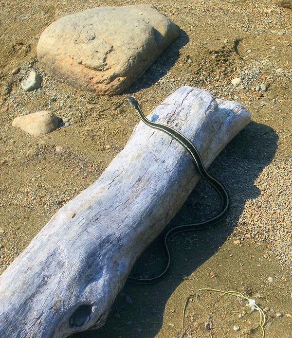 IMGP4226_snake.JPG