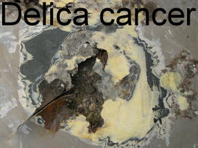 delica 3.JPG