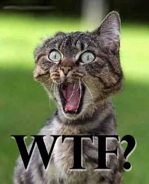 wtf kitty.jpg