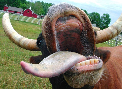 cowlick.jpg