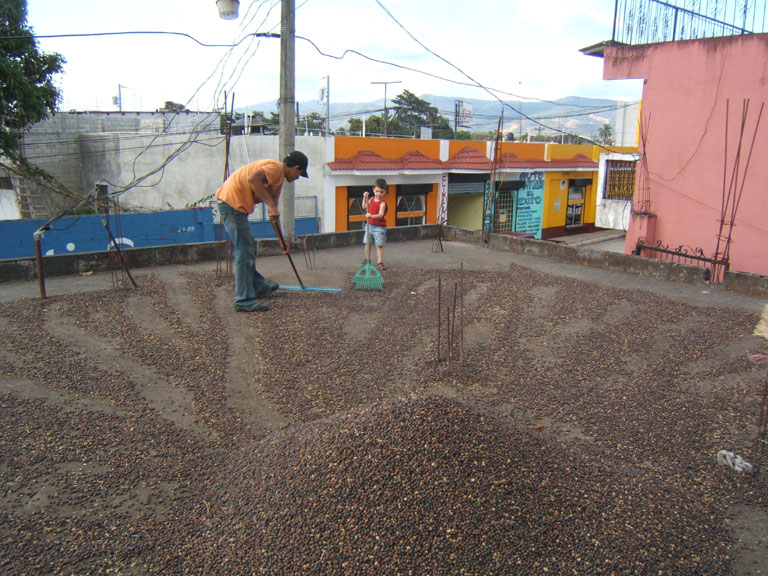 Learning to dry coffee beans
