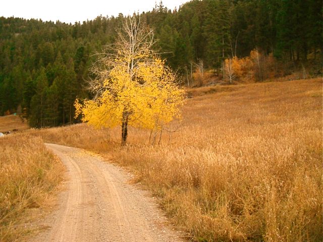 nice tree.jpg