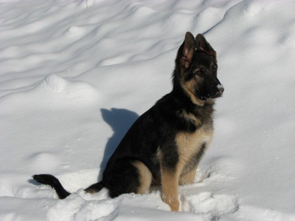Hudson as a puppy