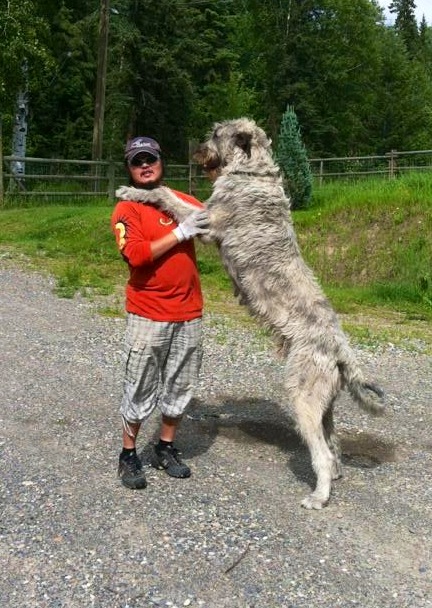Our Wolfhound is now full grown