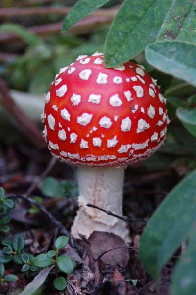 Mushroom3112.jpg