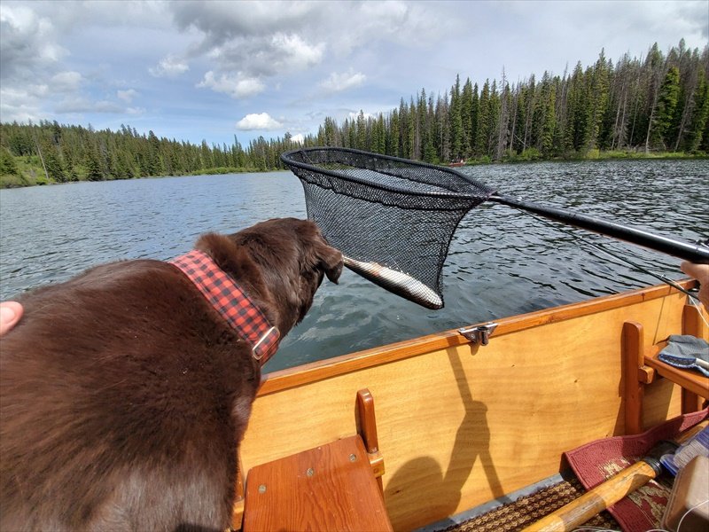 Dog checking out fish!