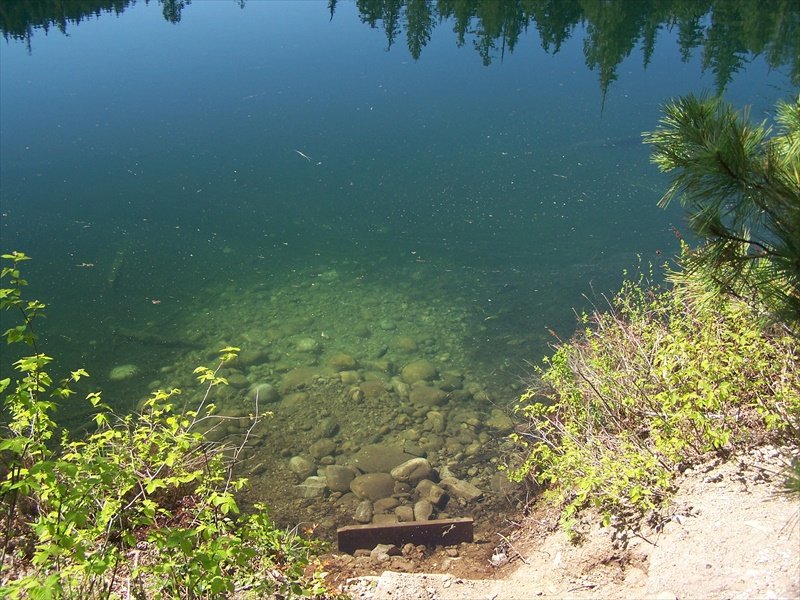 Fish in the lake