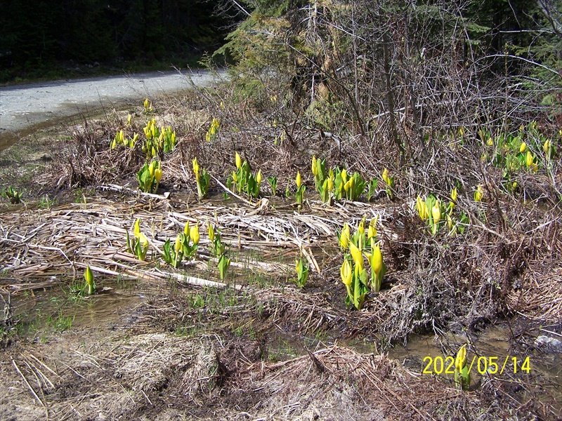 Flowers near the road