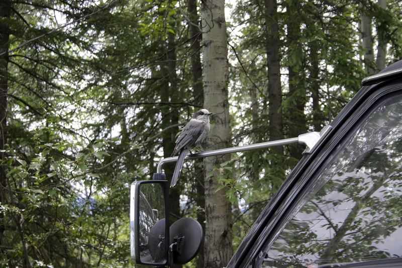 Unnecessary accessory. On Boya Lake campground.