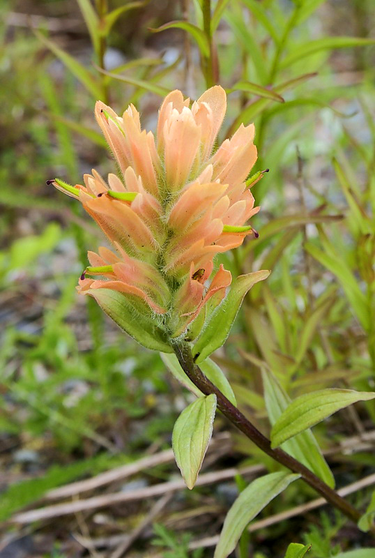 Indian Paintbrush.