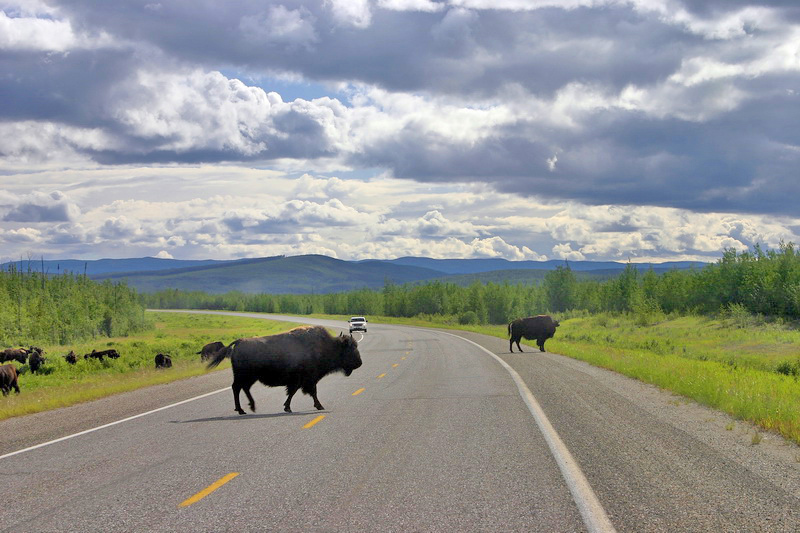 On Hwy 97 south of Watson Lake.