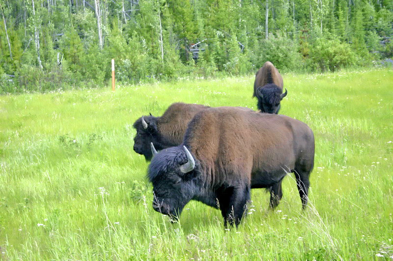 Buffalo's On Hwy 97 south of Watson Lake.