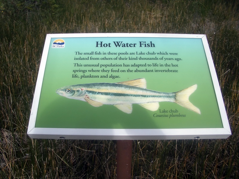 Liard River Hot Springs. Lake Chub.