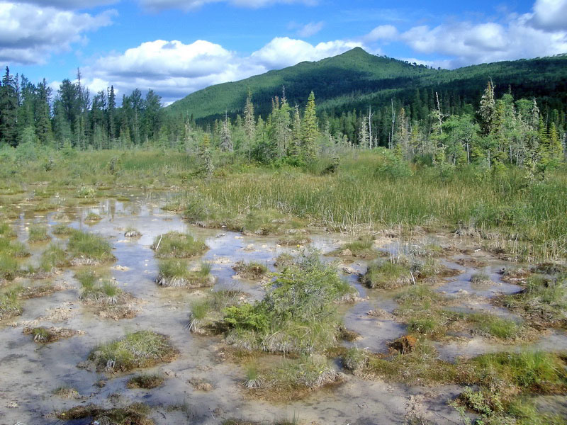 Liard River Hot Springs Provincial Park.