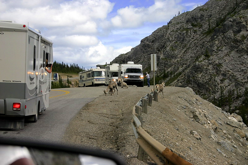 Heading south on Alaska Highway. Mountain sheep.