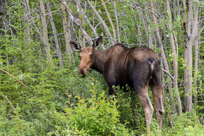 Curious moose: "Come on! Leave me alone!"