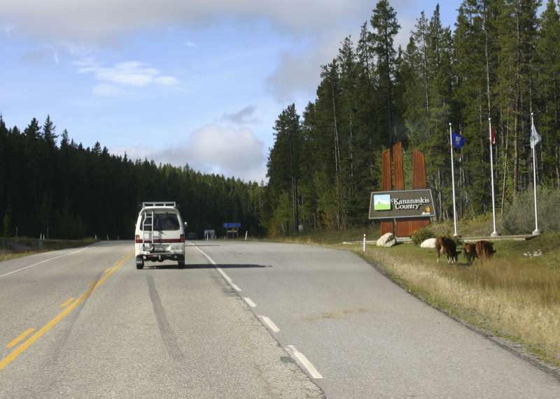 A White Mule and some cows...